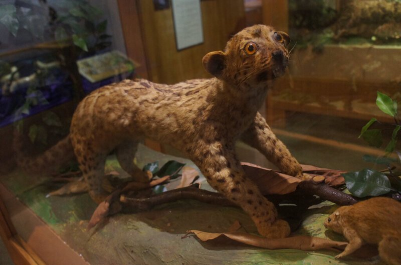 🐱 고양이 박물관 (네코노 하쿠부츠칸) 이미지 7